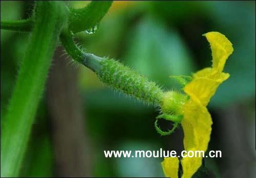 黄瓜的作用，很多人都不知道！